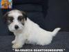 Jack Russell Terrier - Cuccioli Altamente Selezionati 449021g.jpg