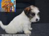 Jack Russell Terrier - Cuccioli Altamente Selezionati 449021h.jpg