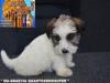 Jack Russell Terrier - Cuccioli Altamente Selezionati 449021i.jpg