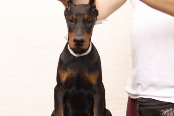 Dobermann cuccioli in vendita dobermanncuccioliinvendita.jpg