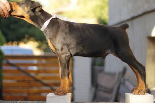 Dobermann cuccioli in vendita dobermanncuccioliinvendita1.jpg