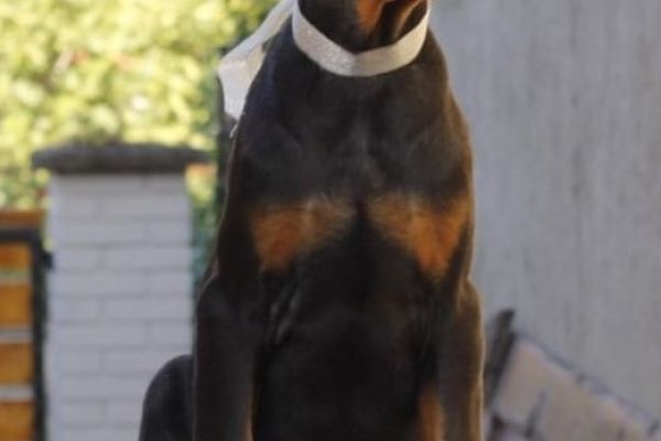 Dobermann cuccioli in vendita dobermanncuccioliinvendita12.jpg