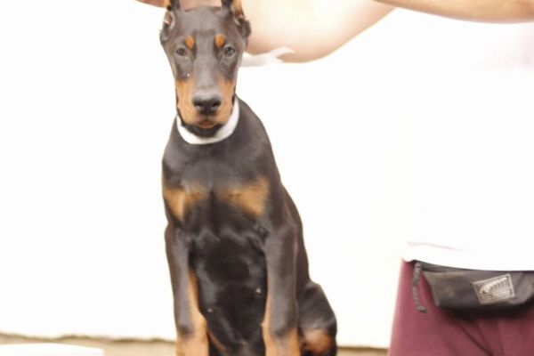 Dobermann cuccioli in vendita dobermanncuccioliinvendita123.jpg