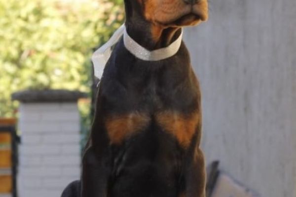 Dobermann cuccioli in vendita dobermanncuccioliinvendita1234.jpg