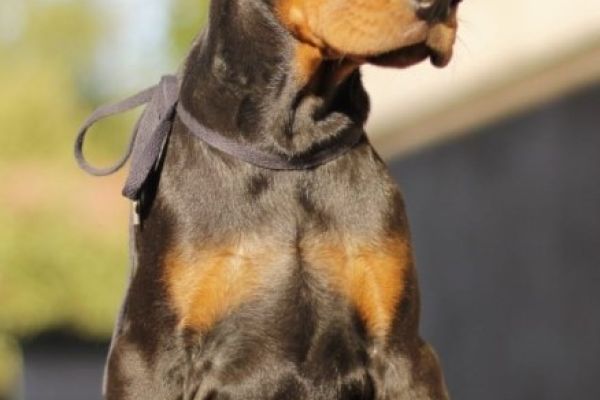 Dobermann cuccioli in vendita dobermanncuccioliinvendita12345.jpg