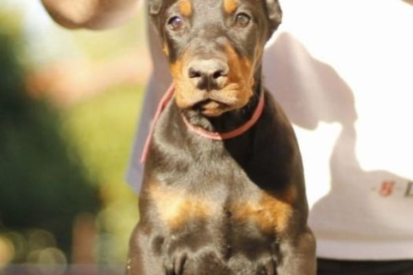 Dobermann cuccioli in vendita dobermanncuccioliinvendita123456.jpg