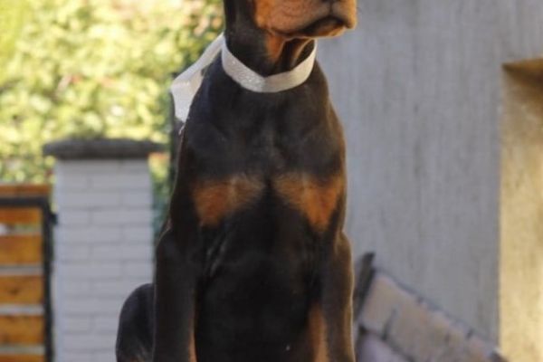 Dobermann cuccioli in vendita dobermanncuccioliinvendita12345678.jpg