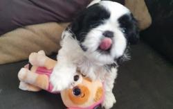 Cuccioli Shihtzu di 2 mesi CuccioliShihtzudi2mesi1.jpg