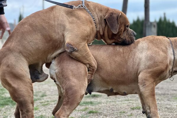 Mastino sudafricano - Boerboel cuccioli mastinosudafricanoboerboelcucc12.jpg