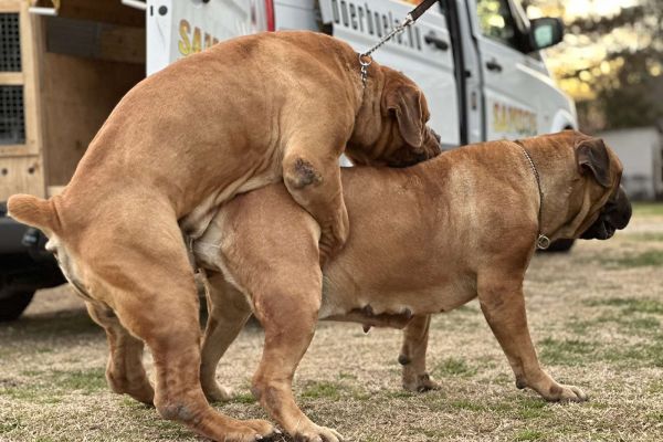 Mastino sudafricano - Boerboel cuccioli mastinosudafricanoboerboelcucc1234.jpg