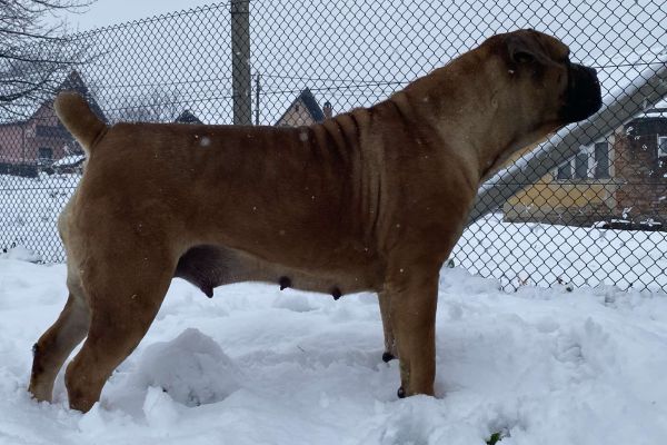 Mastino sudafricano - Boerboel cuccioli mastinosudafricanoboerboelcucc123456.jpg