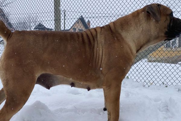 Mastino sudafricano - Boerboel cuccioli mastinosudafricanoboerboelcucc1234567.jpg