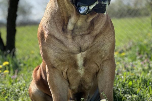 Mastino sudafricano - Boerboel cuccioli mastinosudafricanoboerboelcucc12345678.jpg