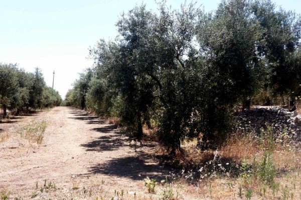 Olio extravirgo di oliva italiano/pugliese DOP olioextraverginediolivaitalian-66567f1f5927d.jpg