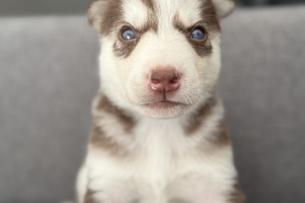 Cuccioli Husky Siberian senza pedigree cucciolihuskysiberiansenzapedi-68ae1c6a4c69d.jpeg