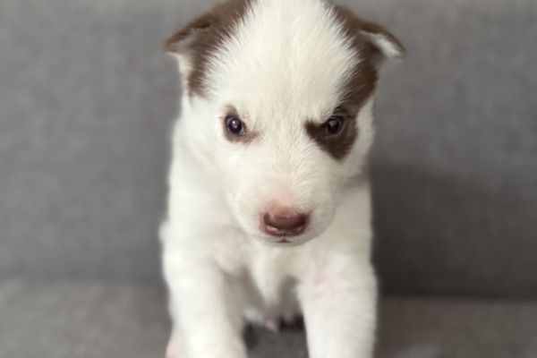 Cuccioli Husky Siberian senza pedigree cucciolihuskysiberiansenzapedi-68ae1c6d1fc64.jpeg