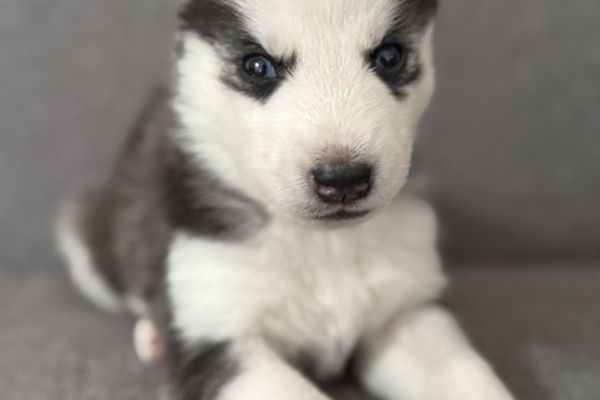 Cuccioli Husky Siberian senza pedigree cucciolihuskysiberiansenzapedi-68ae1c7554b06.jpeg