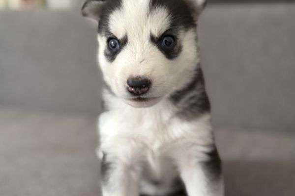 Cuccioli Husky Siberian senza pedigree cucciolihuskysiberiansenzapedi-68ae1d2c9dbc5.jpeg