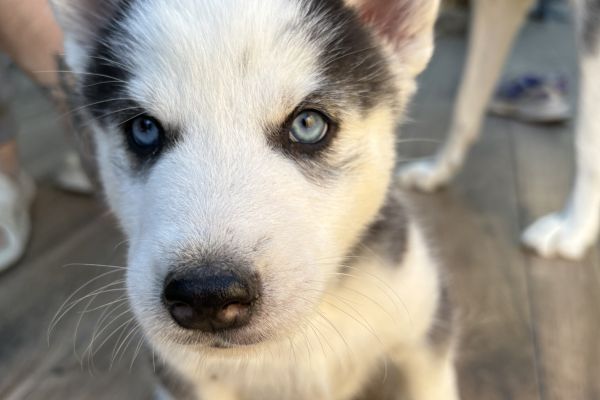 Cuccioli Husky Siberiano cucciolihuskysiberiansenzapedi-68e402798b65a.jpeg