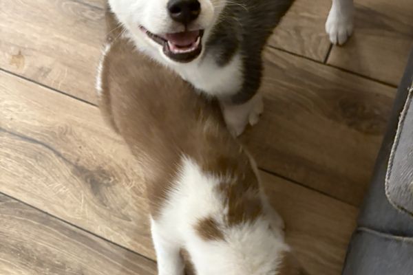 Cuccioli Husky Siberiano cucciolihuskysiberiansenzapedi-68e4027bd41b5.jpeg
