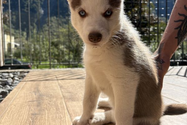 Cuccioli Husky Siberiano cucciolihuskysiberiansenzapedi-68e4027f6f8b2.jpeg