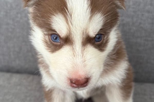 Cuccioli Husky Siberian senza pedigree cucciolihuskysiberiansenzapedi12345.jpeg