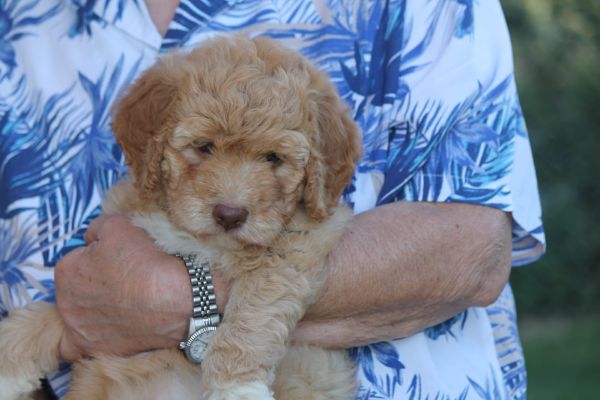 Cuccioli lagotto romagnolo cucciolilagottoromagnolo12.jpeg