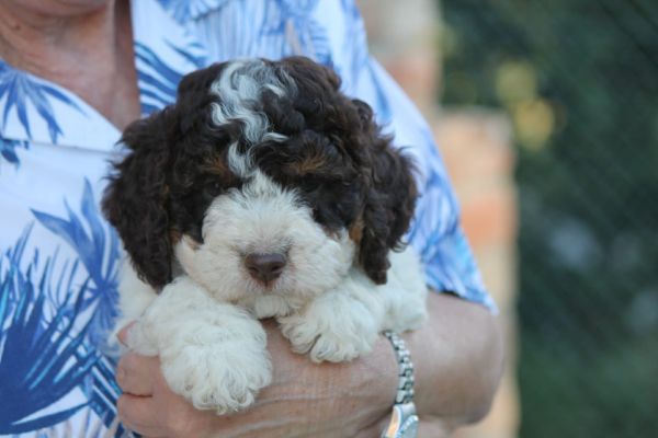 Cuccioli lagotto romagnolo cucciolilagottoromagnolo1234.jpeg