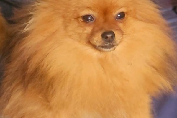 BOO della Pomerania Cuccioli di classe TOP boodellapomeraniacucciolidicla1.jpg