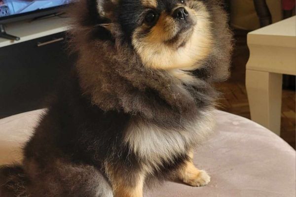 BOO della Pomerania Cuccioli di classe TOP boodellapomeraniacucciolidicla1234.jpg