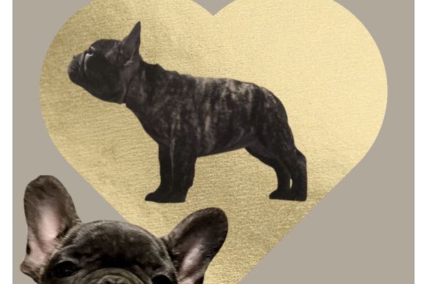 Cuccioli di bulldog francesi alta genealogia cucciolidibulldogfrancesialtag.jpeg