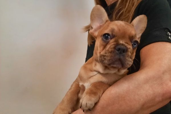 Bulldog/Bouledogue Francese maschio cucciolo bulldogbouledoguefrancesemasch12345.jpg