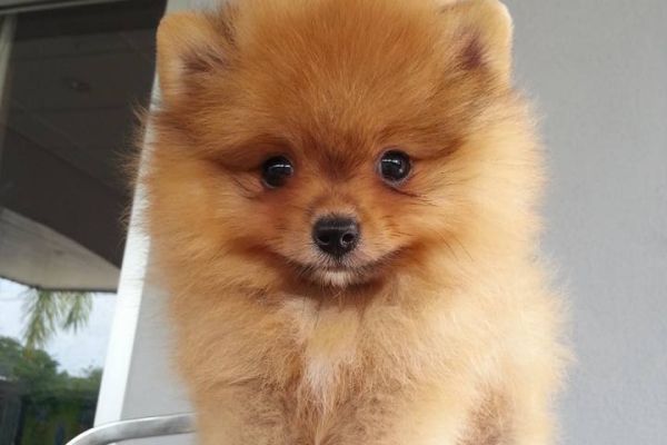 Pomerania toy cuccioli pomeraniatoycuccioli1.jpg