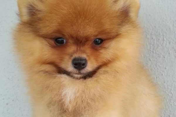 Pomerania toy cuccioli pomeraniatoycuccioli12.jpg