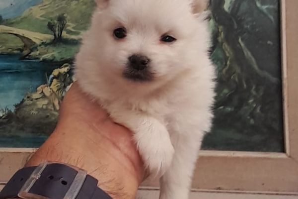 Spitz tedesco spitztedesco1.jpg