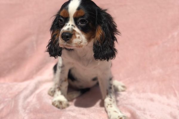 cavalier king cavalierking.jpg