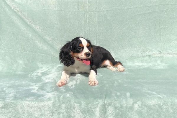 cavalier king cavalierking1.jpg