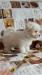 femmina maltese toy 90 giorni vaccinata e sverminata con chip 420626a.jpg