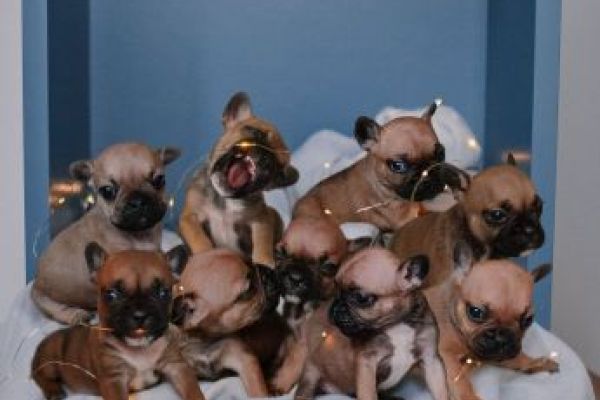 Bulldog francese cuccioli bulldogfrancesecuccioli.jpg