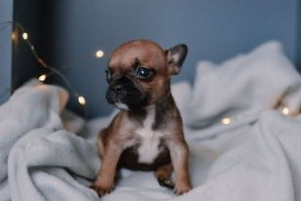 Bulldog francese cuccioli bulldogfrancesecuccioli1.jpg