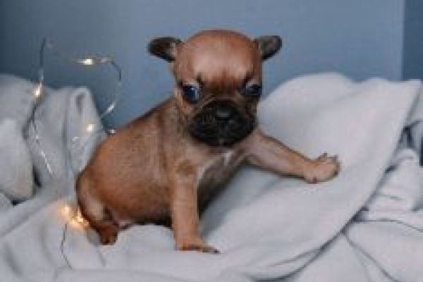 Bulldog francese cuccioli bulldogfrancesecuccioli12.jpg