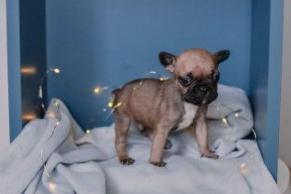 Bulldog francese cuccioli bulldogfrancesecuccioli123.jpg
