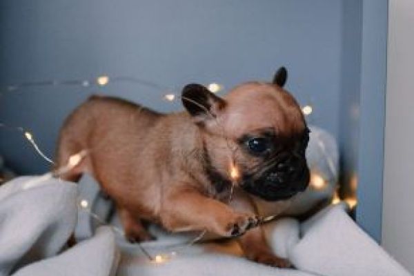 Bulldog francese cuccioli bulldogfrancesecuccioli1234.jpg