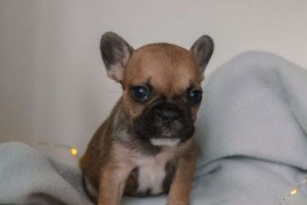 Bulldog francese cuccioli bulldogfrancesecuccioli123456789.jpg