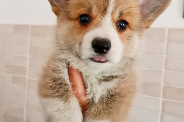 Cuccioli di corgi cucciolidicorgi123.jpg