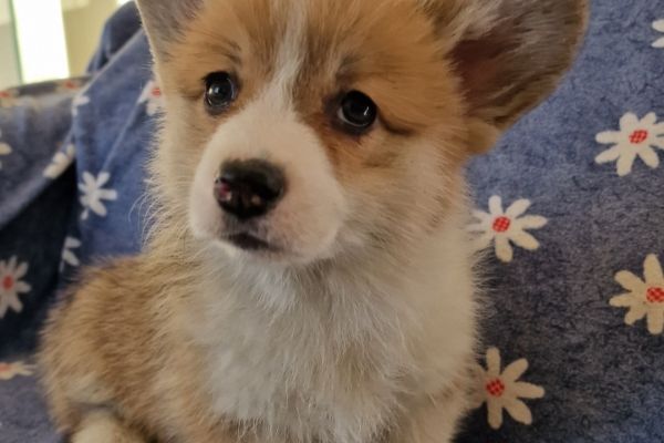 Cuccioli di corgi cucciolidicorgi1234.jpg