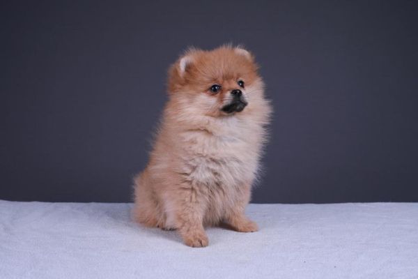 Pomerania fulvi cuccioli toy pomeraniafulvicucciolitoy.jpg