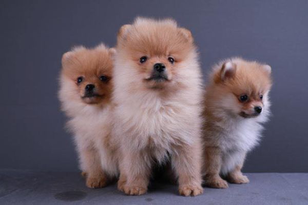 Pomerania fulvi cuccioli toy pomeraniafulvicucciolitoy12.jpg