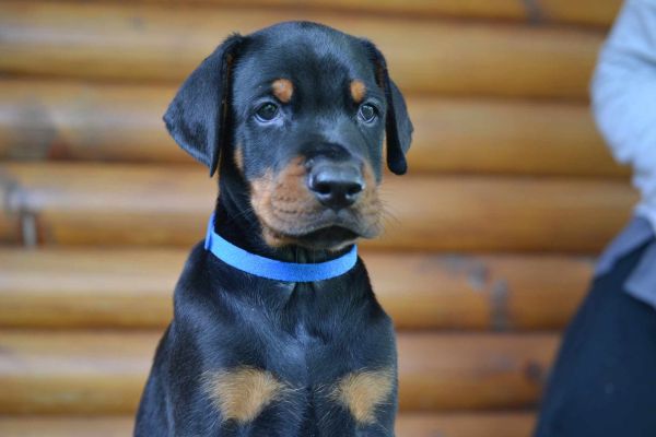 Dobermann cuccioli in vendita dobermanncuccioliinvendita-649df1d5a09c8.jpg