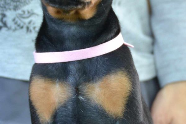 Dobermann cuccioli in vendita dobermanncuccioliinvendita-649df1dc231d4.jpg